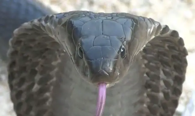 Elapidae - Cobra
