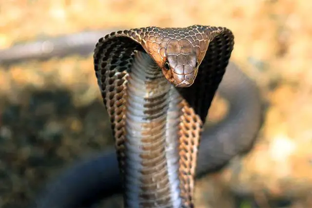 King Cobra - Ophiophagus Hannah