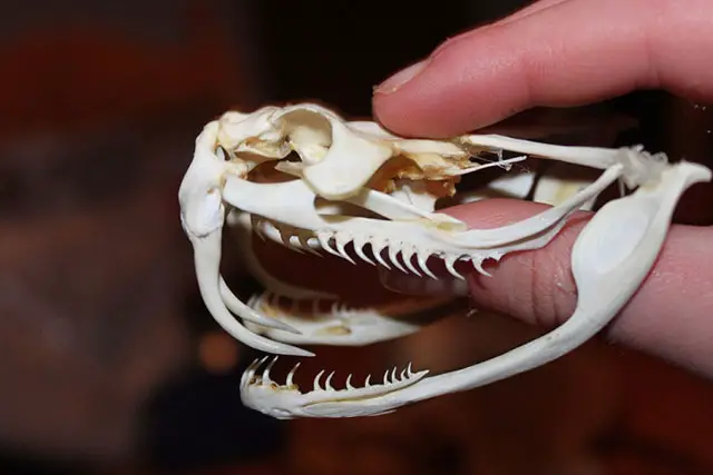 dientes de serpiente víbora de gabón