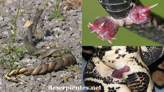 Cómo identificar los huevos de serpiente