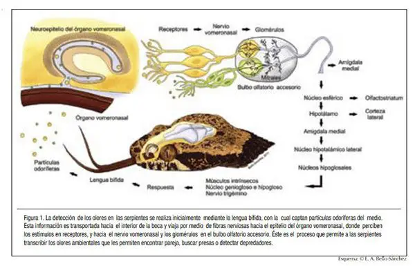 comunicación química de las serpientes