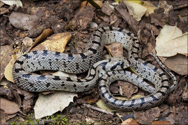Culebra De Escalera Rhinechis Scalaris H bitat Reproducci n Y M s