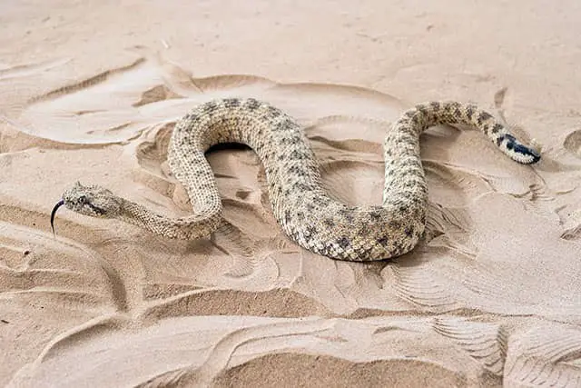 cómo se desplazan las serpientes