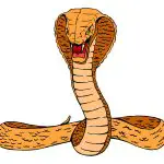 Dibujos de serpientes