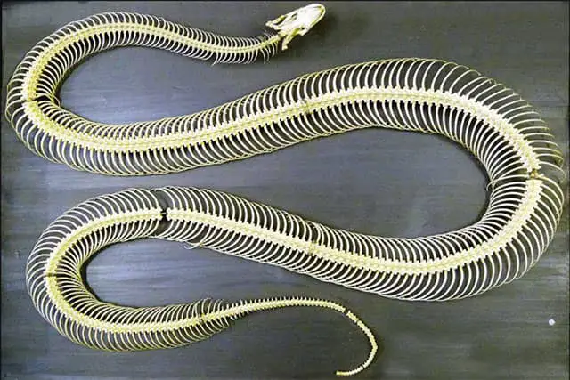 cómo se mueven las serpientes- esqueleto de serpiente