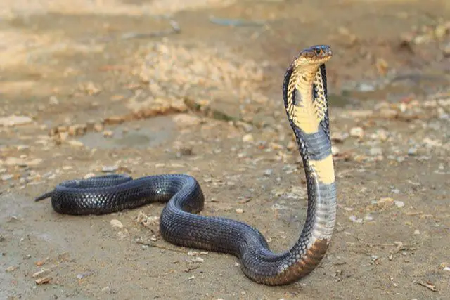 Serpiente Cobra Real