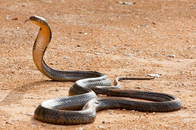 Serpiente cobra real - Ophiophagus hannah: Hábitat, caracteristicas y más