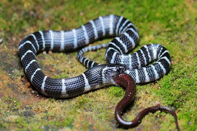 serpiente Krait – Bungarus 