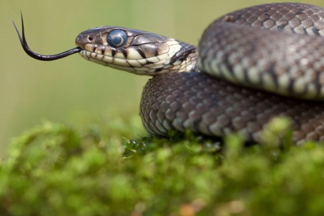 Por qué las serpientes agitan sus lenguas