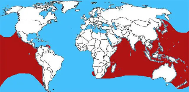 Mapa de distrbución - serpiente marina amarilla