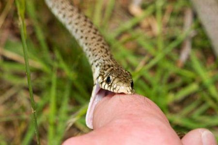 Síntomas De Mordedura De Serpiente Y Tratamiento De Primeros Auxilios