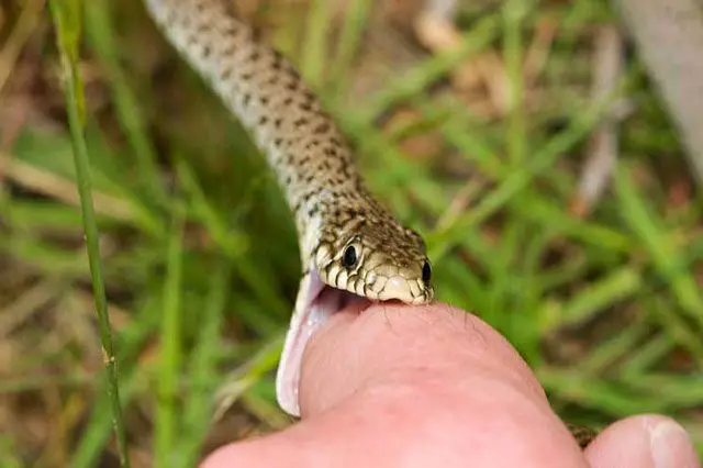mordedura de serpiente