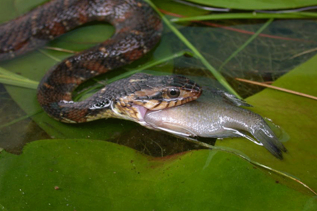 Serpientes de agua