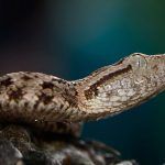 Serpiente Terciopelo - Bothrops Asper, Hábitat, Dieta Y Algo Más