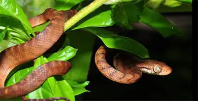 Serpiente de árbol marrón/Boiga irregularis