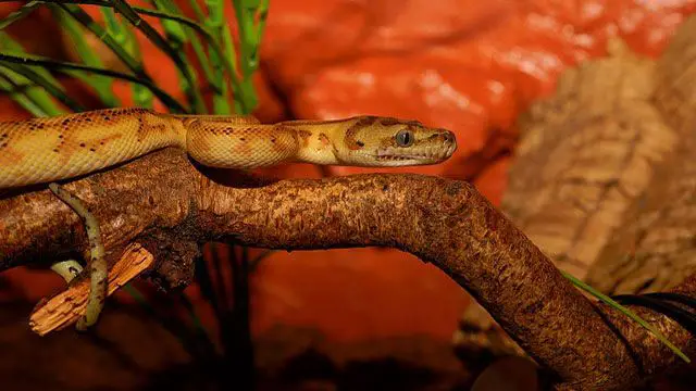 serpiente-doméstica-liga-piton alfombra