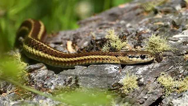 serpientes domésticas - serpiente de liga
