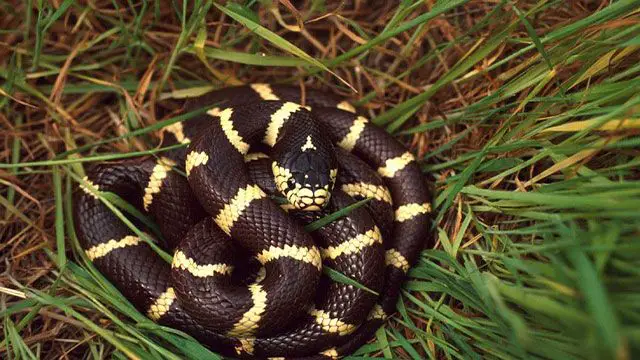 serpiente doméstica - serpiente rey de California