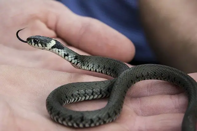serpientes domésticas
