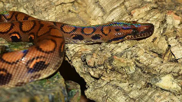 serpientes domésticas-boa arcoíris brasileña 