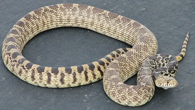 serpiente domésticas- serpiente gopher