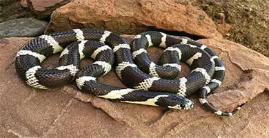 Serpientes rey – Lampropeltis
