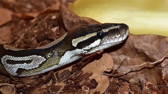 serpientes domésticas-pitón real - pitón de bola
