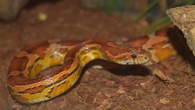 serpientes domésticas serpiente de maíz