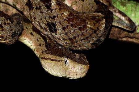 Serpiente Terciopelo - Bothrops Asper, Hábitat, Dieta Y Algo Más