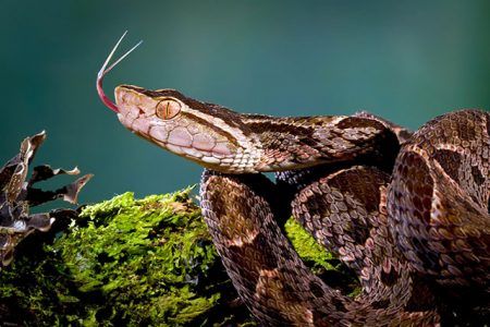 Serpiente Terciopelo - Bothrops Asper, Hábitat, Dieta Y Algo Más