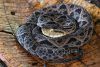 Serpiente Terciopelo - Bothrops Asper, Hábitat, Dieta Y Algo Más