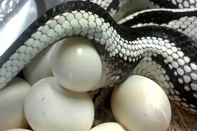 Serpiente poniendo huevos
